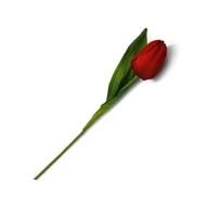 Tulipán