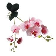 Orchidea