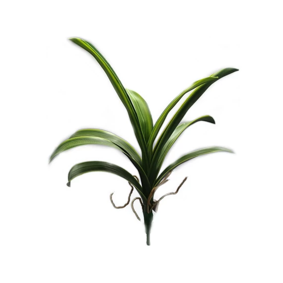 9 ágú orchidea levélcsokor