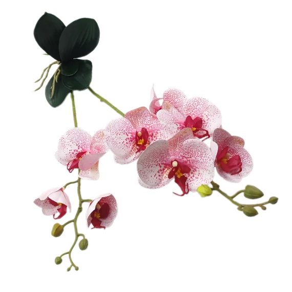 Prémium orchidea, rózsaszín pöttyös