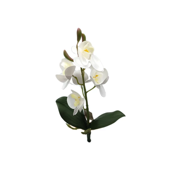 Gumiorchidea levéllel, fehér