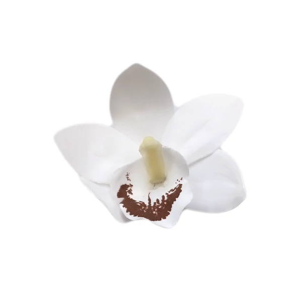 Gumi orchidea fej, fehér-barna