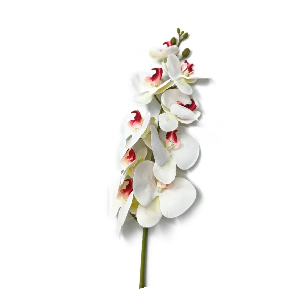 Orchidea 1 m, fehér-bordó középpel