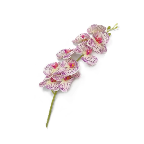 Orchidea nagy, lila cirmos