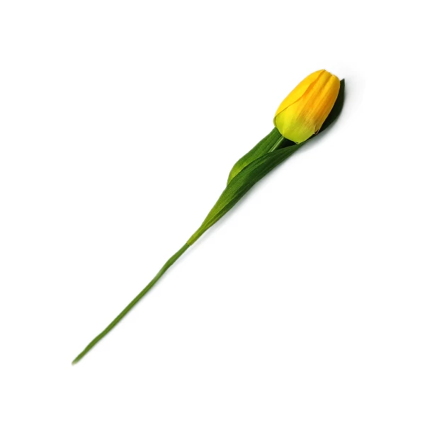 Tulipán szál, sárga