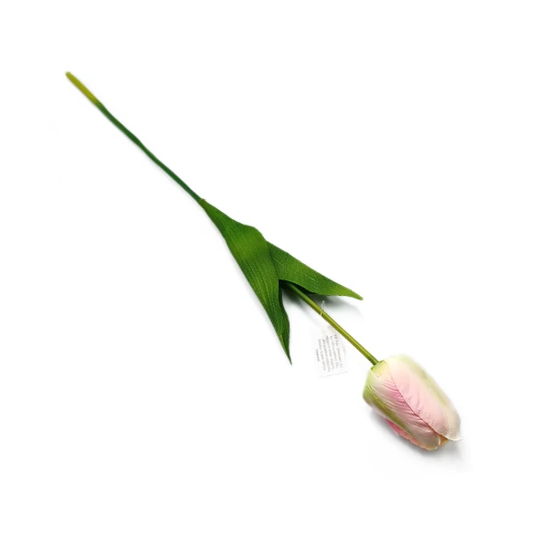 Tulipán óriás szál, rózsaszín