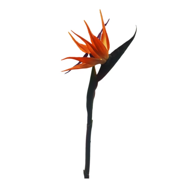 Papagájvirág (Strelitzia)