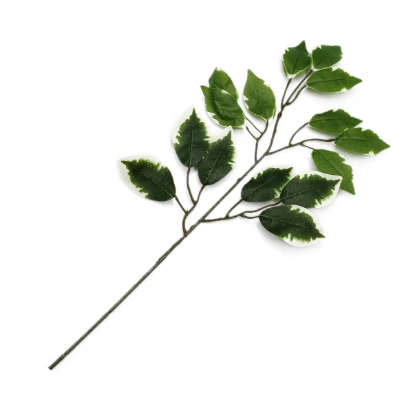Fikusz ág, tarka
