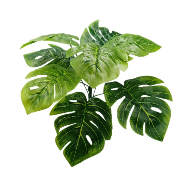 Monstera bokor