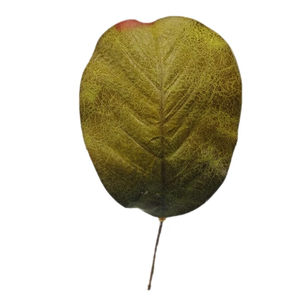 Bőrlevél, sötétzöld