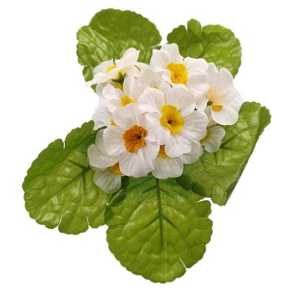 Primula csokor, fehér