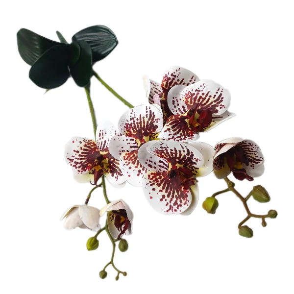Prémium orchidea, bordó pöttyös