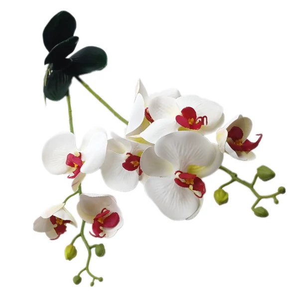 Prémium orchidea, fehér-piros közép