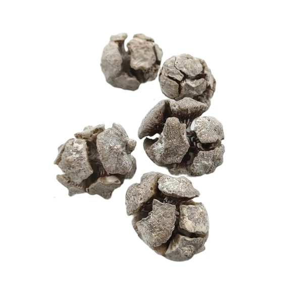 Ciprus termés, havas