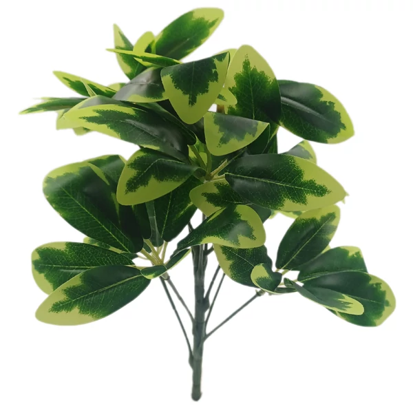 Schefflera bokor, tarka levelű