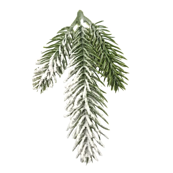 Havas fenyő ágacska