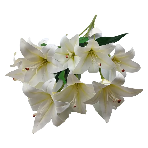 Liliomcsokor, fehér