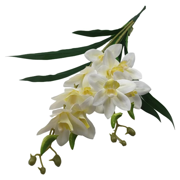 Orchidea (cymbidium), krémesfehér