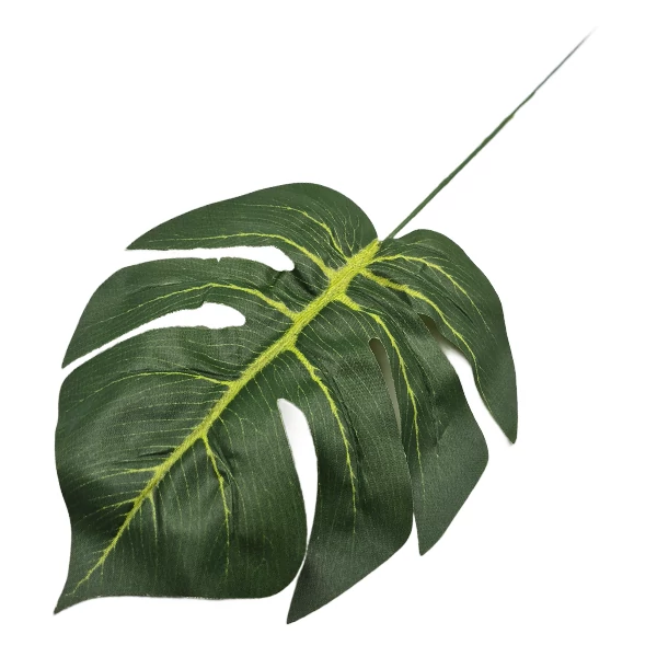 Monstera levél, zöld
