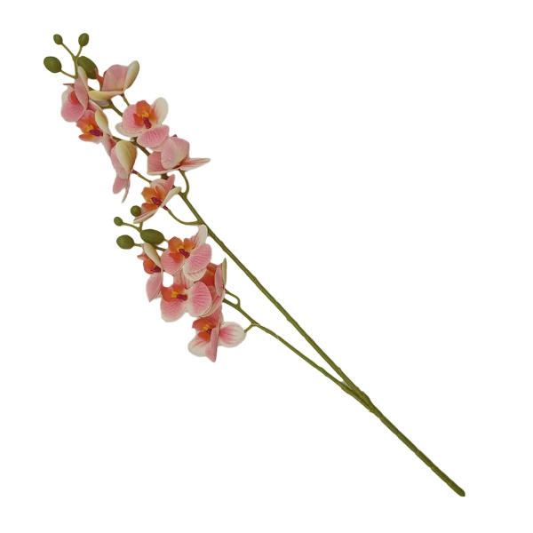 Kétágú orchidea, rózsaszín