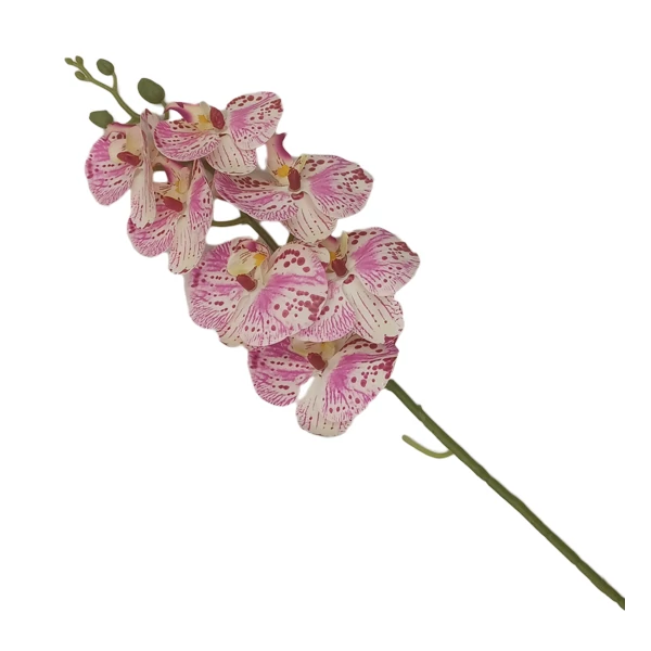 Orchidea, rózsaszín cirmos