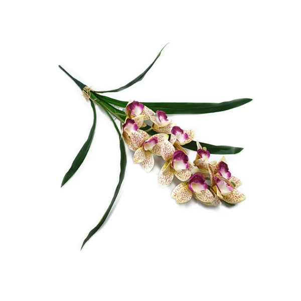 Gumiorchidea levélcsokorral, lila pöttyös