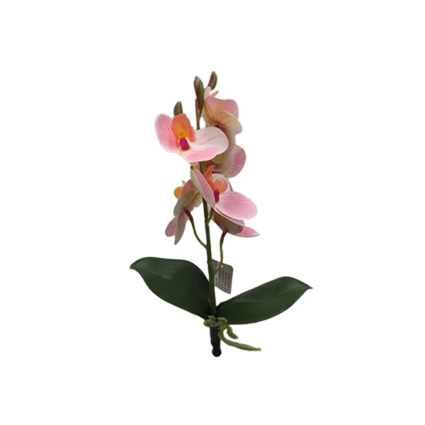 Gumiorchidea levéllel, rózsaszín