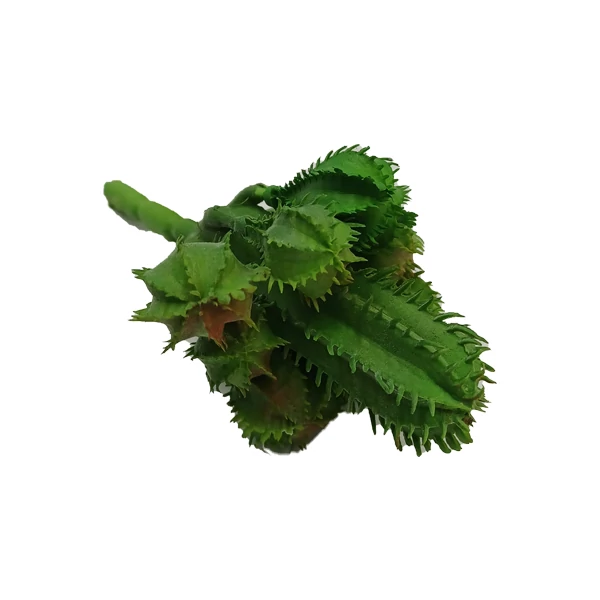 Kaktusz, zöld-vöröses