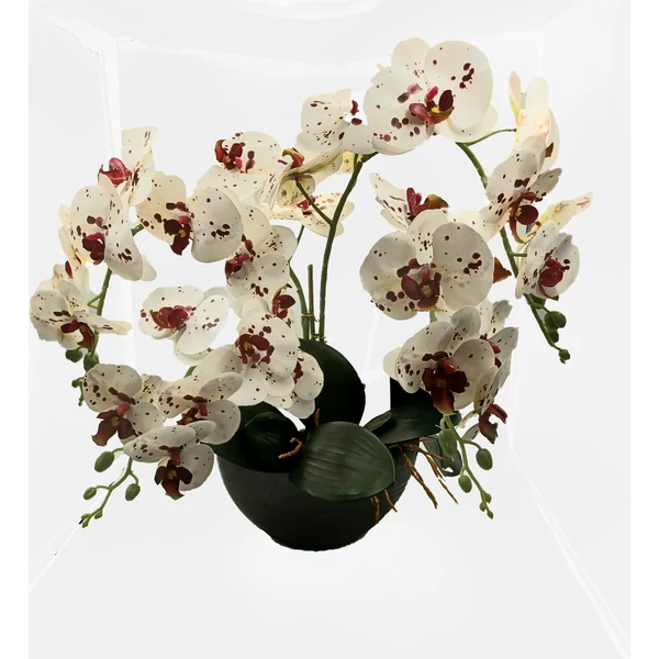 Bordó pöttyös orchideák